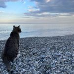 Kot na kamienistej plaży.