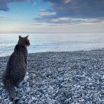 Kot na kamienistej plaży.