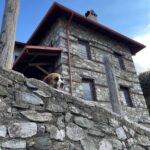 Zabytkowy dom wykonany z kamienia. Pies wygląda z nad murku